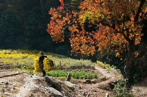 秋季皖南旅行去哪儿比较有特色，有适合自驾的路线给推荐下吗？