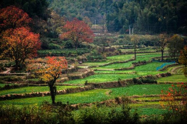 安徽附近有什么旅游景点适合秋季旅行的？