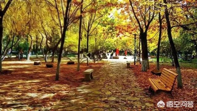 哈尔滨哪所大学秋季的景色最美？