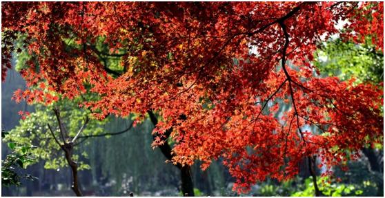 浙江的秋天有哪些景观可以看？