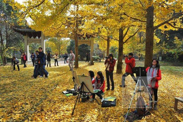 请问下浙江境内有什么地方银杏比较密集？或是十一月份哪里有美美的风景适合拍照？