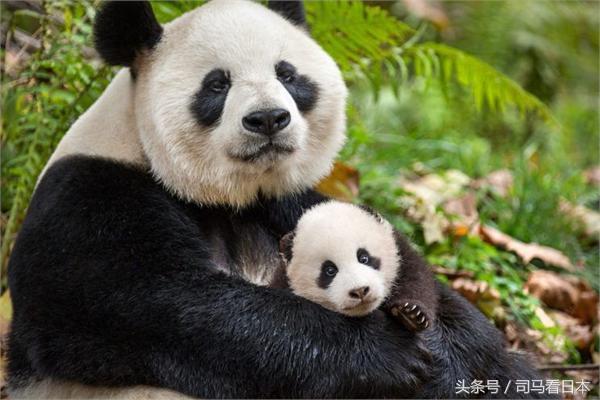 有什么好的东京旅游攻略？另外签证如何申请？