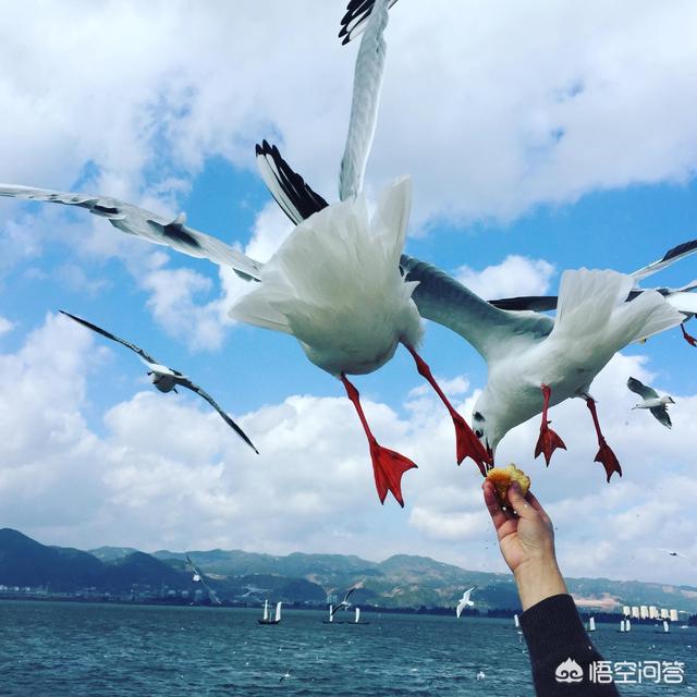 年前想带孩子去云南玩儿，请各位旅游达人给个攻略，谢谢了？