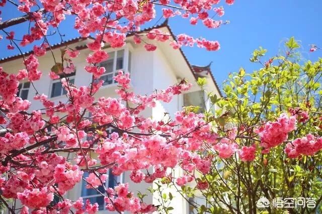 2019春节去哪旅游比较好？