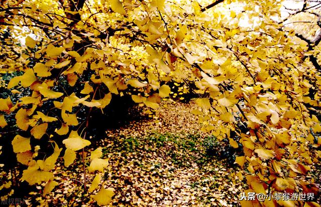 苏州秋天有哪些迷人的秋色，有哪些值得去打卡的地方？