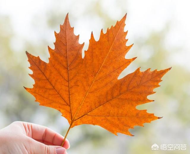 秋天摄影，有哪些景色可以拍？