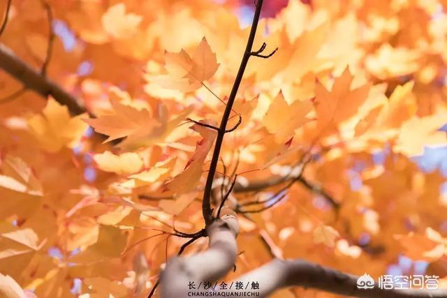长沙的秋天有多美？