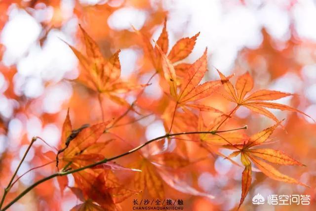 长沙的秋天有多美？