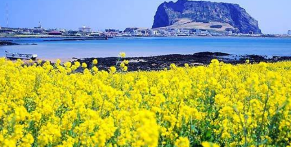 冬天过年前去韩国合适吗？济州岛的冬天怎么样呀？谢谢大家啦！