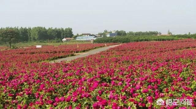 过年期间在四川旅游，有什么值得推荐的景区？