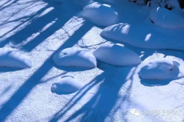 冬天去哈尔滨拍雪景，哪几个景点最佳？