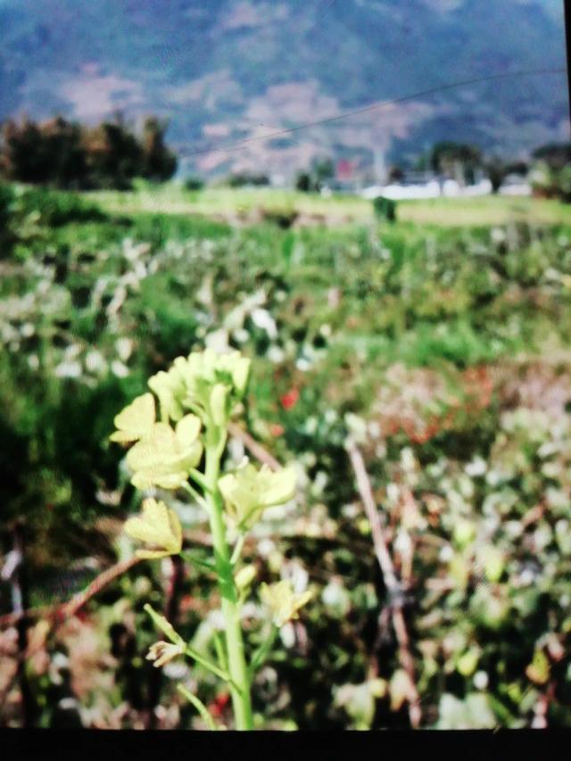 春节自驾游云南怎么样？
