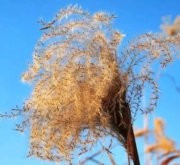 武汉周边的秋景怎么样？