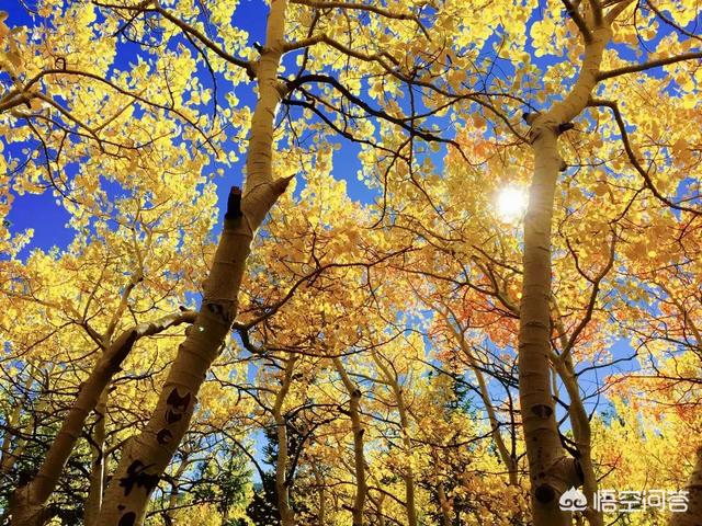 如何拍摄秋天的美景？