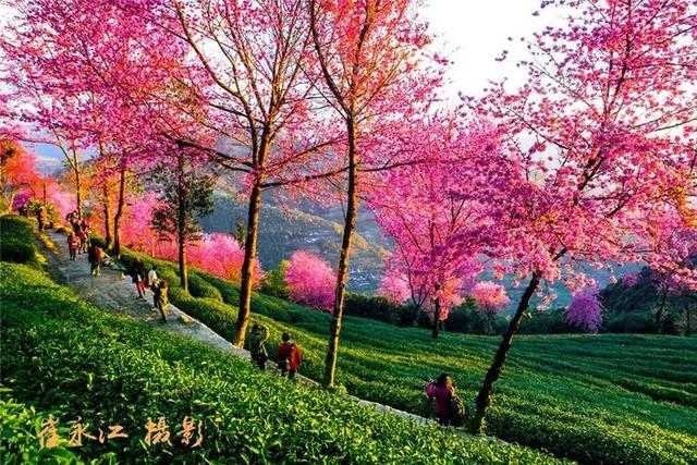 秋冬季到云南旅游，有什么推荐的路线吗？