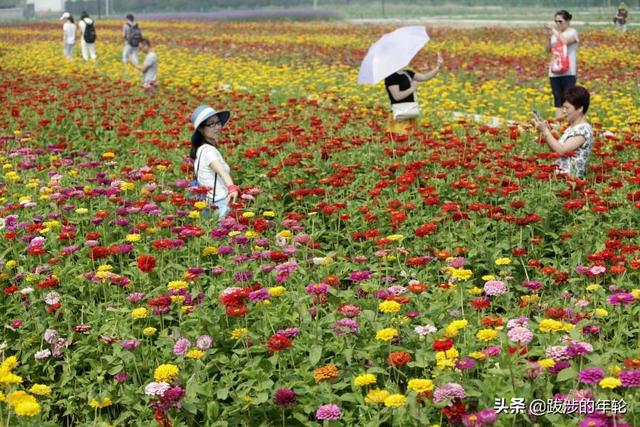 请问上海周边100公里左右自驾游有哪些景点推荐？