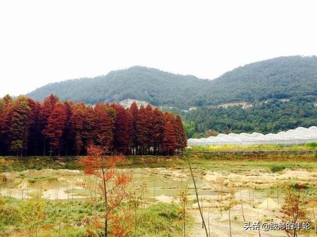 请问上海周边100公里左右自驾游有哪些景点推荐？