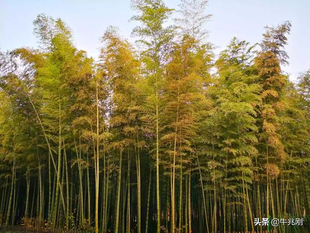 深秋落花秋寒，你最希望去哪里游玩？