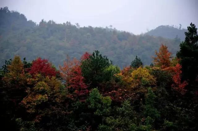 国庆出游，贵州附近哪里有美丽的秋景？