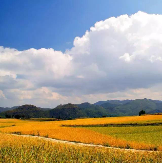 国庆出游，贵州附近哪里有美丽的秋景？