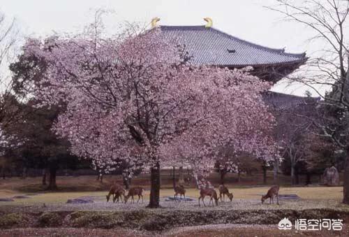 4月份去日本旅游，哪些地方比较推荐？