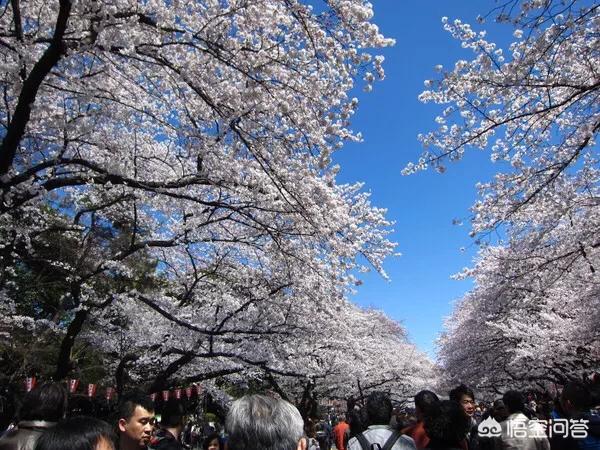 4月份去日本旅游，哪些地方比较推荐？