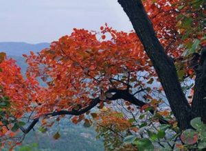 全国最美红叶区有哪些地方？