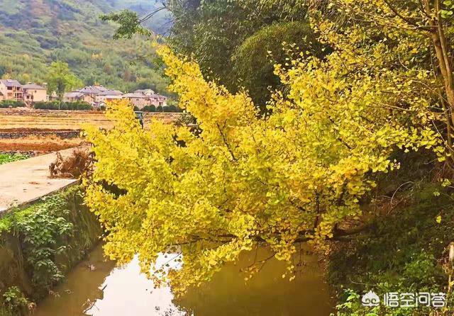 11月月末去哪里旅游比较好？