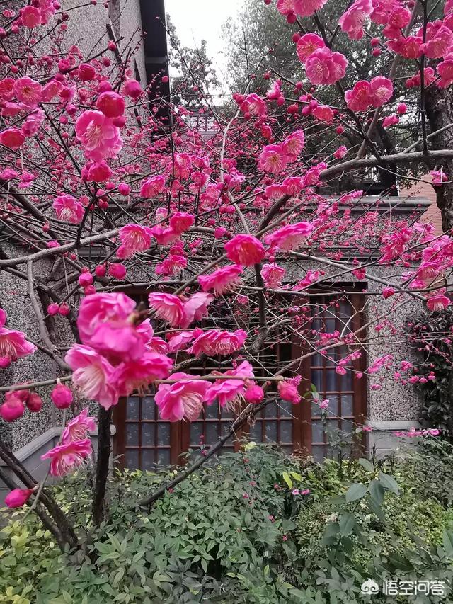 江苏八日游，必看景点有哪些？