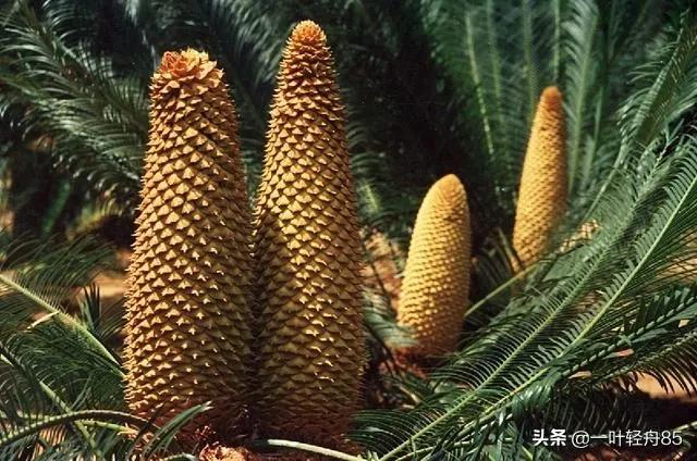 请推荐四川有哪些避寒暖冬的旅游景点？