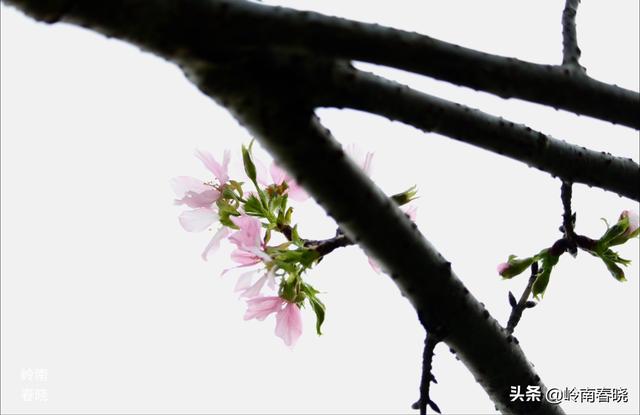 秋天的红叶子怎么拍好看？