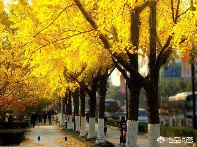 秋天，你所在的地方都有哪些比较热门的摄影景点？能介绍下吗？