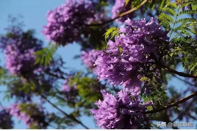 昆明周边4月份看蓝樱花，还有什么景点可推荐？