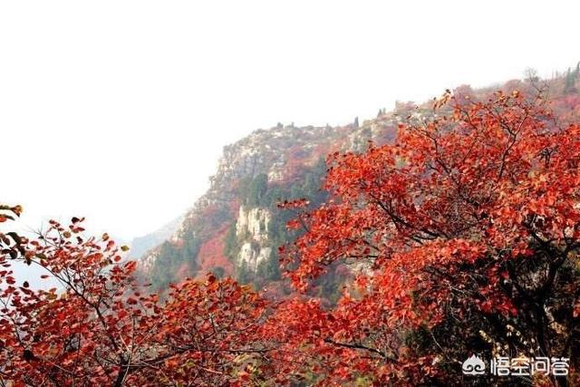 山东哪个地方的红叶好看？