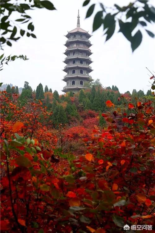 山东哪个地方的红叶好看？