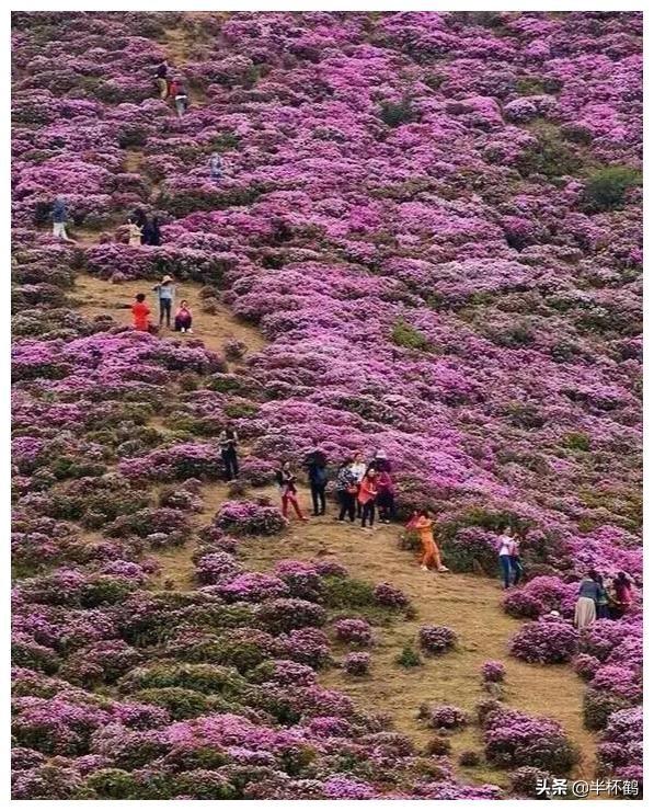 五一小长假去昆明周边看4000亩杜鹃花海，自驾的话怎么去？