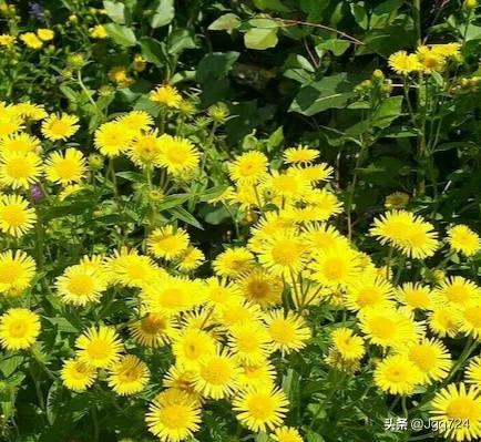 内蒙古大草原哪个地方好玩？