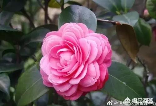 在深圳过年好不好玩，有什么可推荐的？