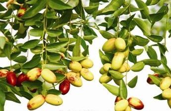 张家口市最具特色的美食是什么，一年四季春夏秋冬最好玩的地方是哪里？