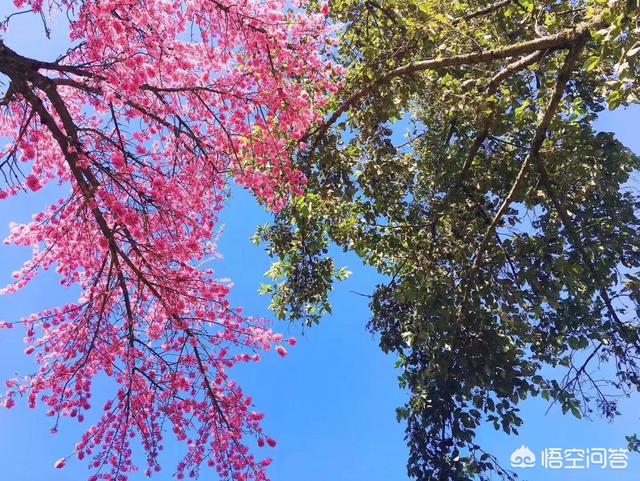 春节去云南会感觉冷吗，还能看到好的风景吗？需要准备些什么？