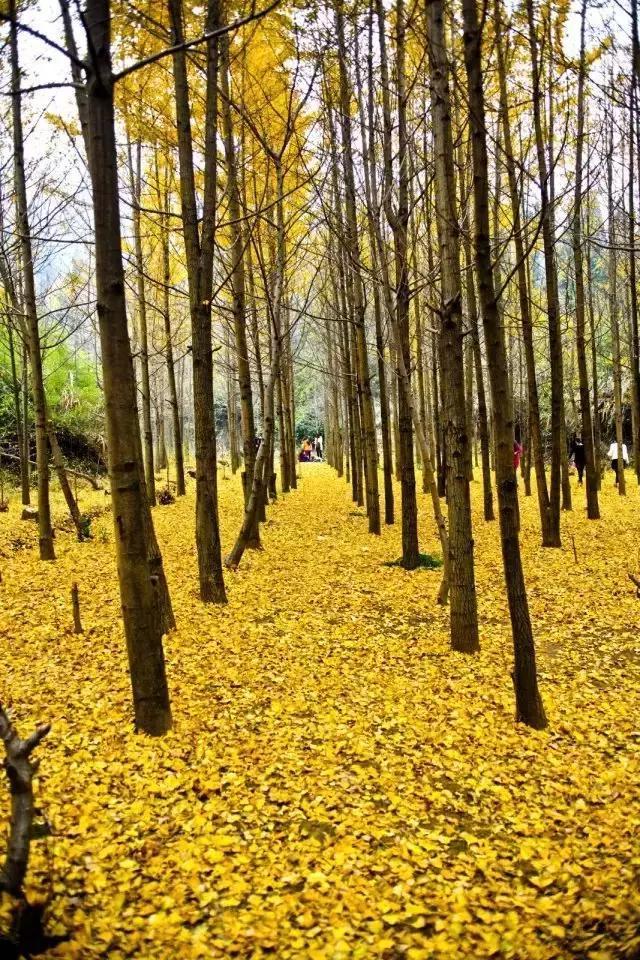 张家界的秋天美吗？有什么不错的旅游攻略？