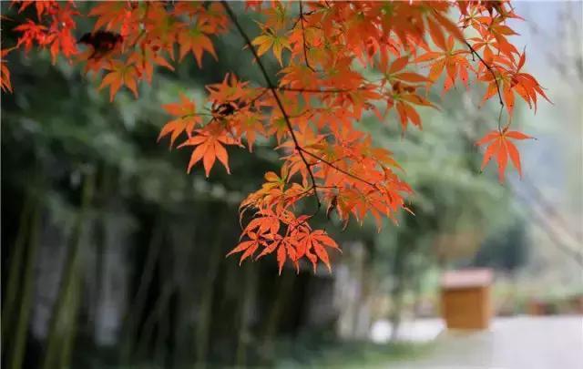张家界的秋天美吗？有什么不错的旅游攻略？