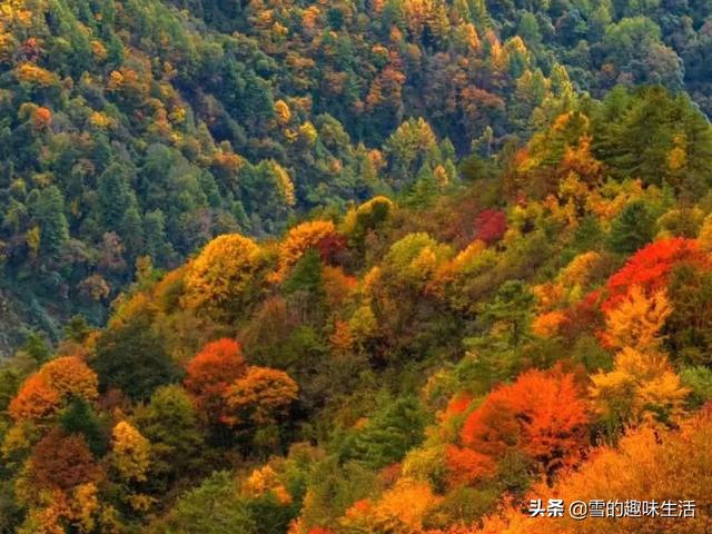 成都附近哪里可以看秋景，车程不要太远，可以一天来回的？